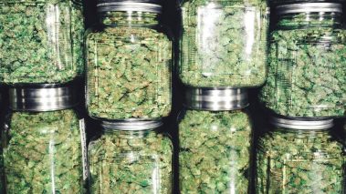 Cannabis 1 Cannabis Stock to Buy and 1 to Dump After Yesterday’s Performance