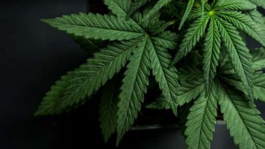 GettyImages 6972322821 Hexo Stock Jumps 10% on Definitive Tilray Deal