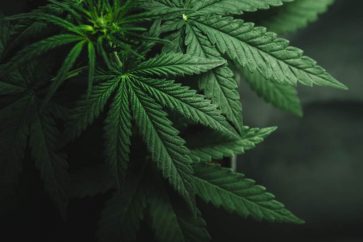 GettyImages 697232290 e1560324514840 Why Is Canopy Growth Stock up 8% in the Last Week?
