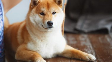 dogecoins strongest support broke for the second time in 2020 740x416 1 SHIB and DOGE are the best meme-tokens that you can buy on February 14, 2022 and this is why!
