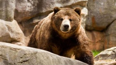 Bearish1 Solana Price: Bears Take Control!