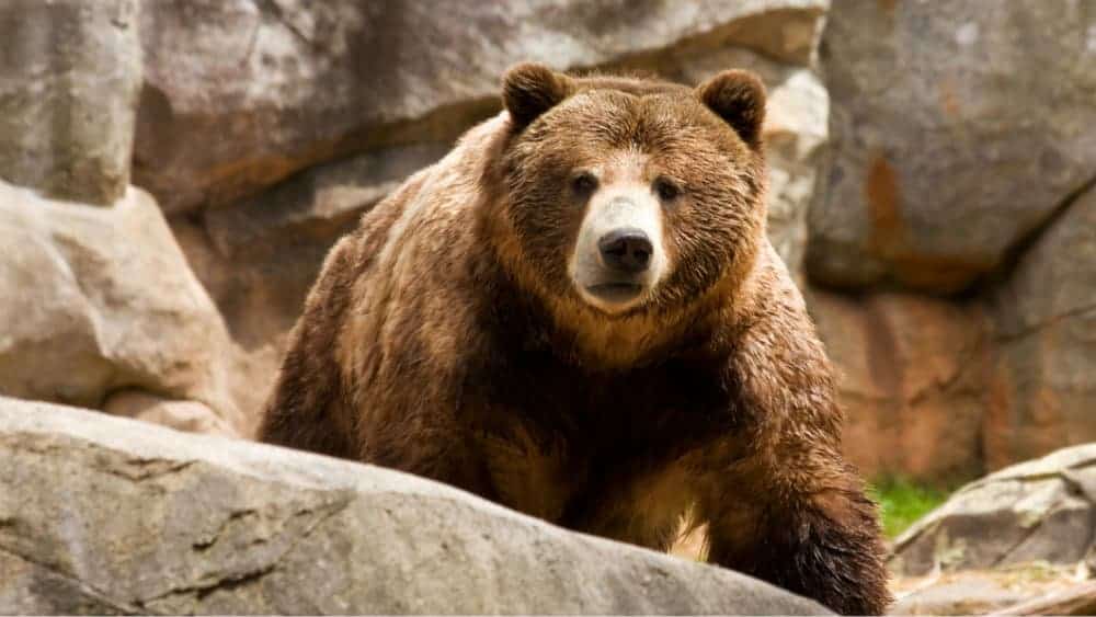 Bearish1 Solana Price: Bears Take Control!