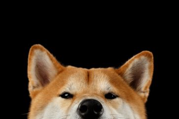 shiba scaled 1 DOGE vs. SHIB: which one to buy and why?