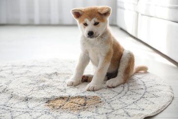 best placeto buy floki inu floki FLOKI price forecast: how will the Huobi Global listing impact the value of the Floki Inu token?