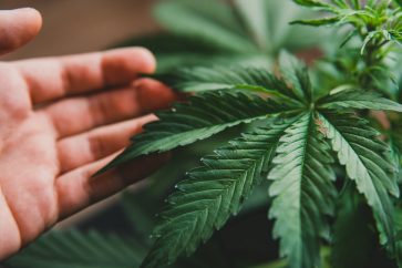 145368646 s 5 developments that cannabis investors did not expect in 2021