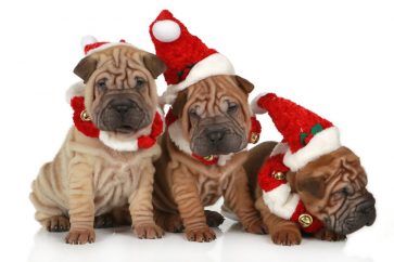 111199737 s Is Shar Pei the hottest new meme coin to watch?