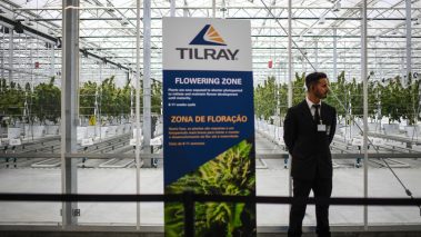 is tilrays stock a buying opportunity after the price collapsed Is Tilray’s stock a buying opportunity after the price collapsed?