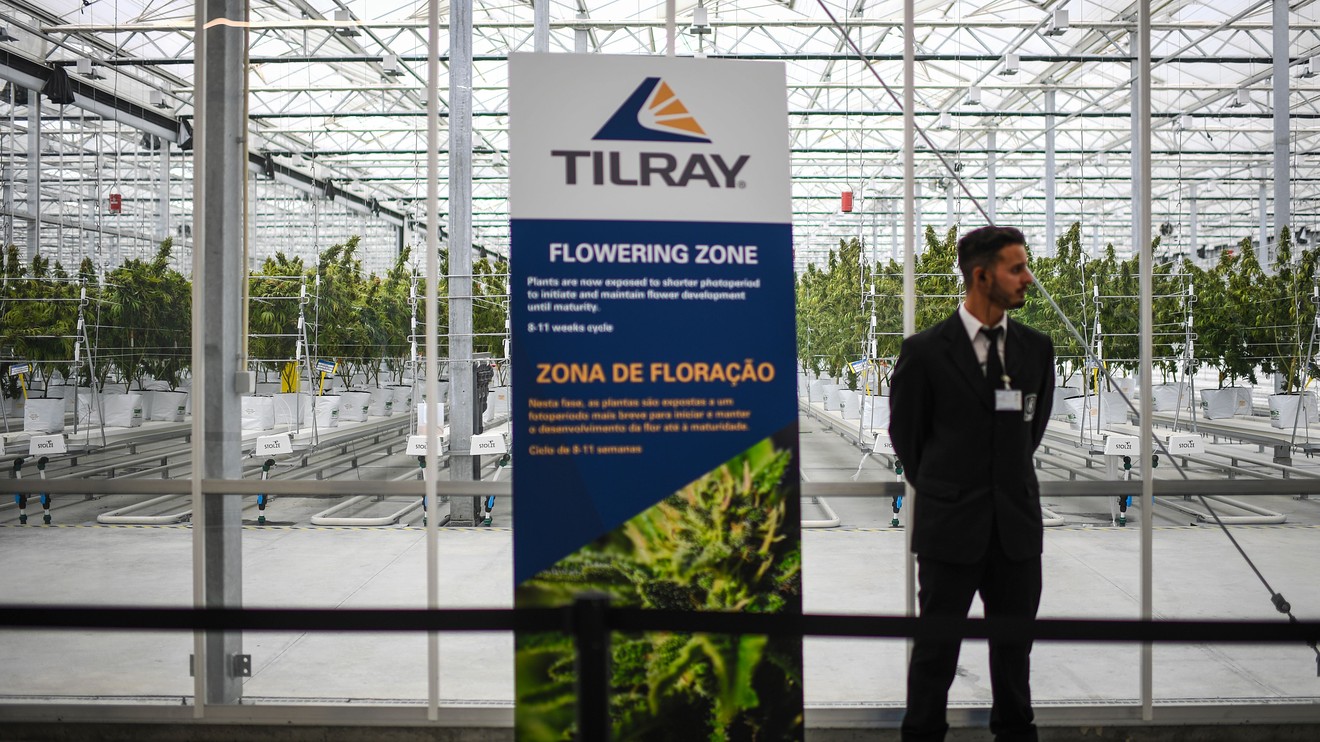 is tilrays stock a buying opportunity after the price collapsed Is Tilray’s stock a buying opportunity after the price collapsed?