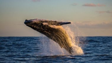 Bitcoin price dip allows whales to accumulate massive BTC wealth 740x416 1 BTC aggressively bought up, demand rising