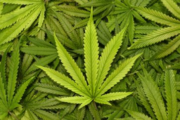 cannabis Top undervalued cannabis stocks to watch in 2022