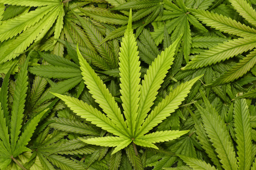 cannabis Top undervalued cannabis stocks to watch in 2022