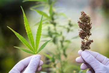 marijuana stocks Best high-growth marijuana stocks buy now