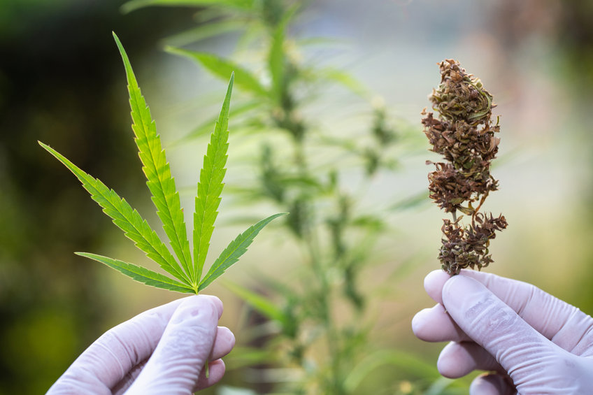 marijuana stocks Best high-growth marijuana stocks buy now