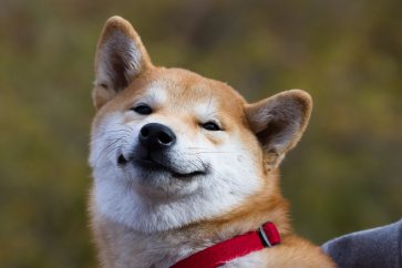 34490616 m Shiba Inu to release 99,000 “Land” pieces in the Metaverse