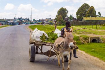 119699847 m The Lemonade Foundation to use blockchain to insure millions of small farmers against climate risks
