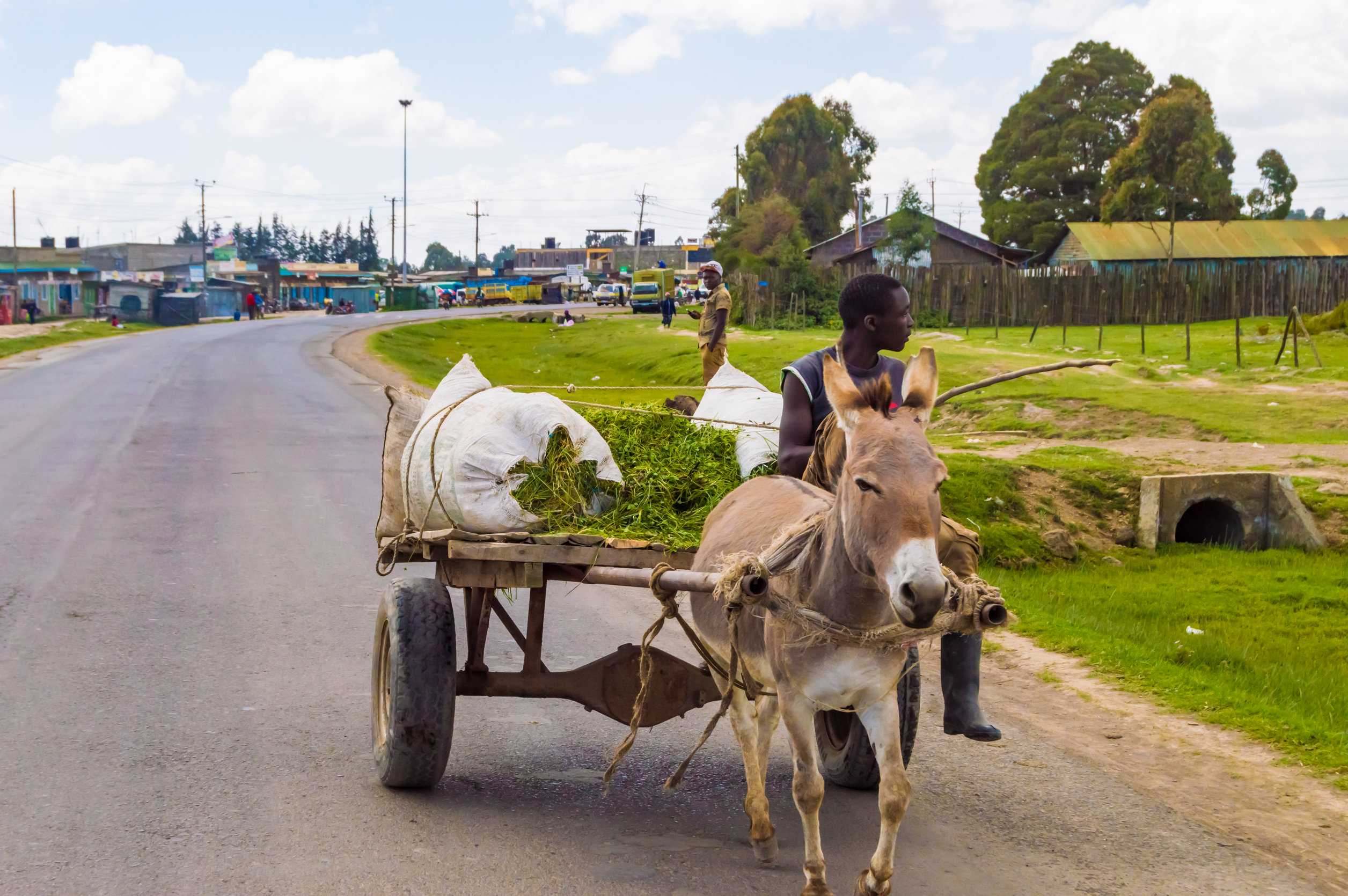 119699847 m The Lemonade Foundation to use blockchain to insure millions of small farmers against climate risks