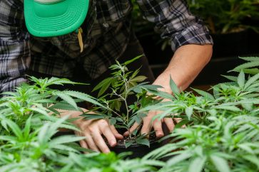 50901590 m Tilray stock: Canaccord Genuity sees a 75% upside