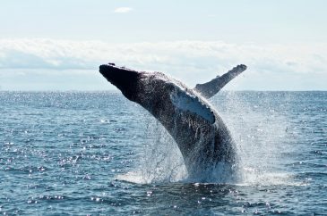 whale 1 ETH whales bought $76.3K worth of Wrapped Luna last week