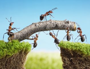 10355173 m Algorand Foundation gives Flare Network SupaGrant to develop Bitcoin bridge