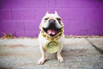 dog money Is Dogecoin Cryptocurrency Pure Garbage or Gold Right Now?