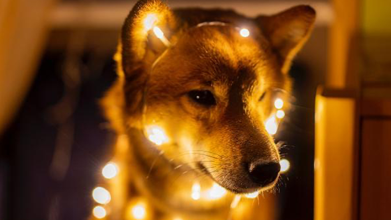 doge day then and now lackluster buzz as dogecoins price is 65 lower than last year Doge Day Then and Now: Lackluster Buzz as Dogecoin’s Price Is 65% Lower Than Last Year