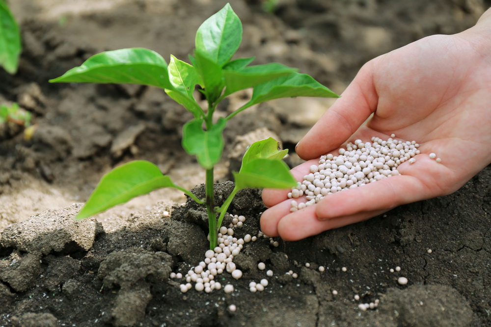 fertilizer 3 fertilizer stocks to buy as prices surge