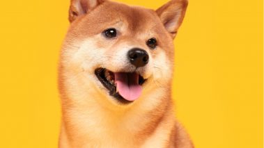 shutterstock 1604433568 Shiba Inu Presents SHIB Metaverse With Over 100K Land Plots
