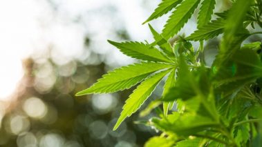 31487527 s 740x416 1 Canopy Growth tanks on Q4 results: ‘achieving profitability is critical’