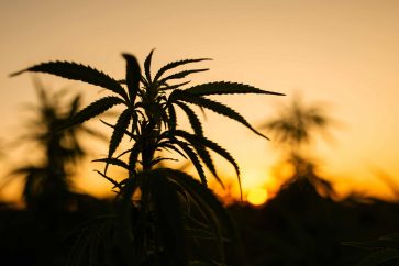 GettyImages 1392505893 scaled 1 Fire & Flower: A Small Pot Stock Poised for Strong Growth