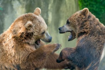 bears Valkyrie Investments CEO: We’re firmly in a bear market