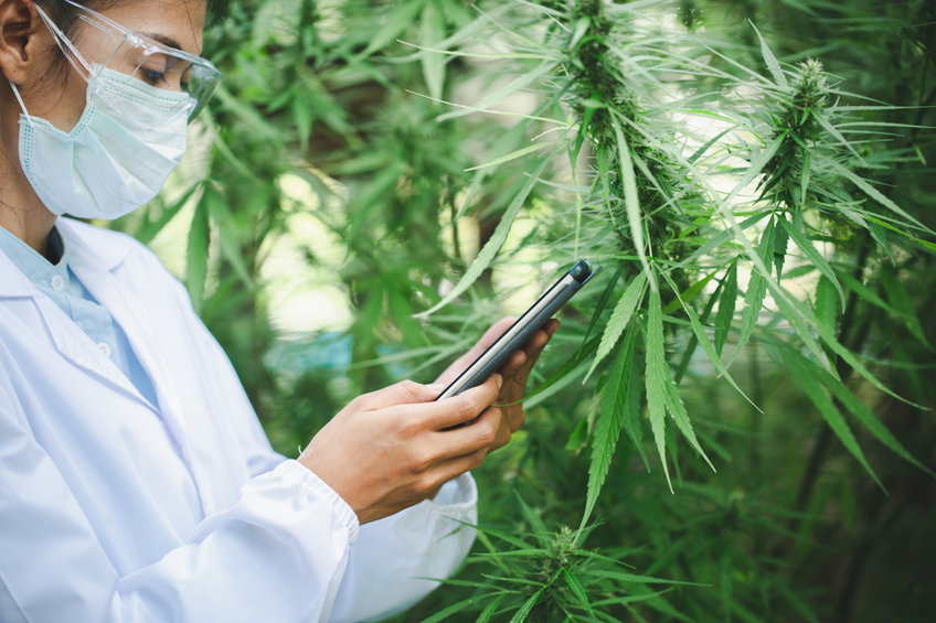 sundial growers sndl stock Where to buy Sundial Growers (SNDL) stock: it’s gaining after release of Q1 report