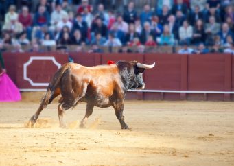 bull running fighting arena Bitcoin price prediction: analyst says short-term trend is bullish, targets $26K